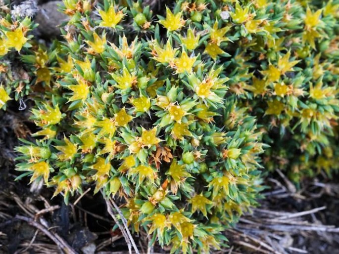 Paronychia sessiliflora