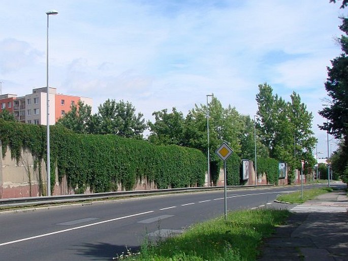 Parthenocissus quinquefolia