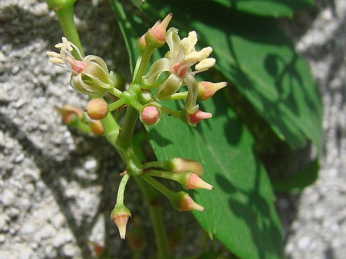 Parthenocissus quinquefolia