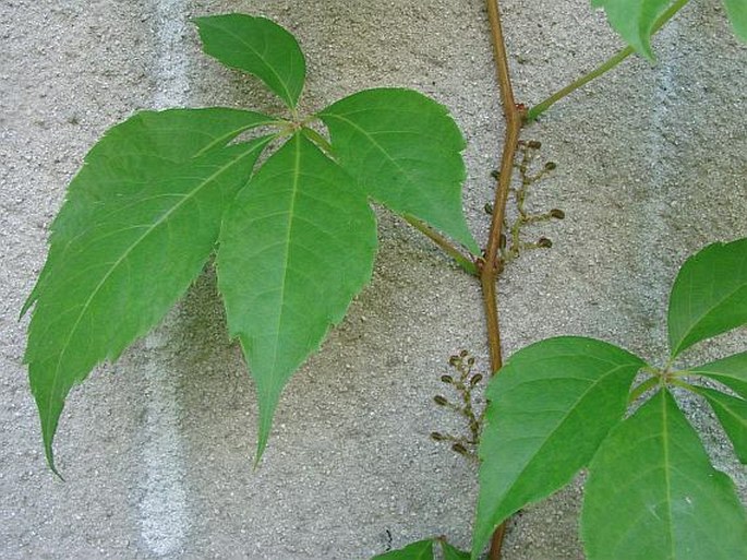 Parthenocissus quinquefolia