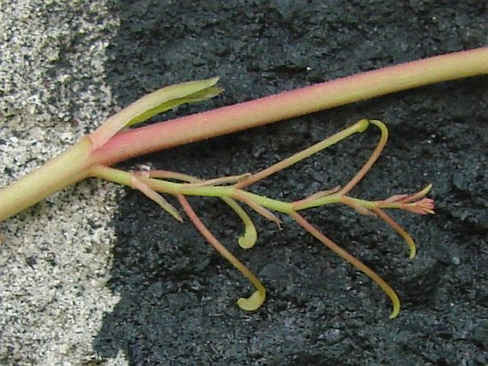 Parthenocissus quinquefolia