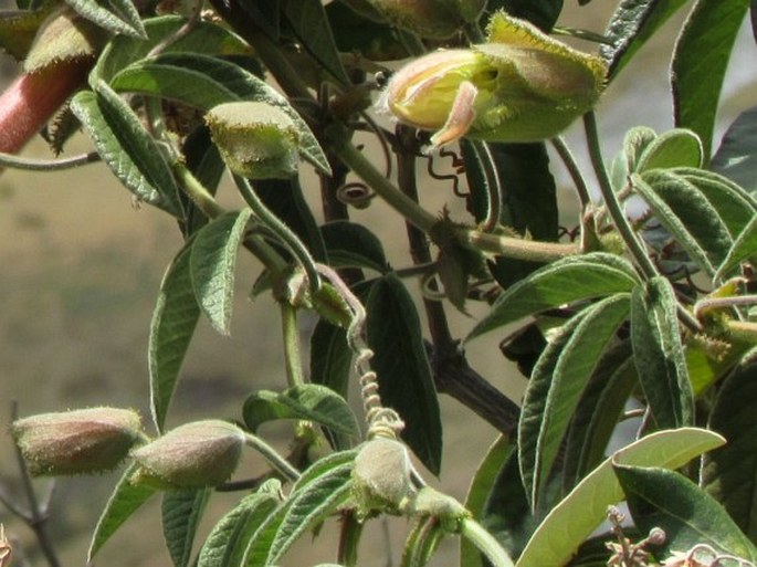 Passiflora trifoliata