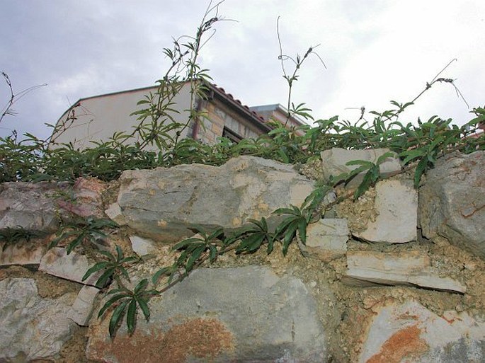 Passiflora caerulea