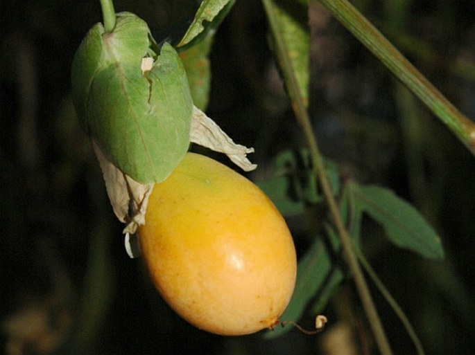 Passiflora caerulea