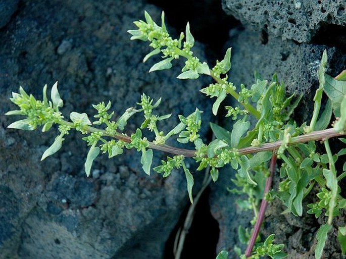 Patellifolia procumbens