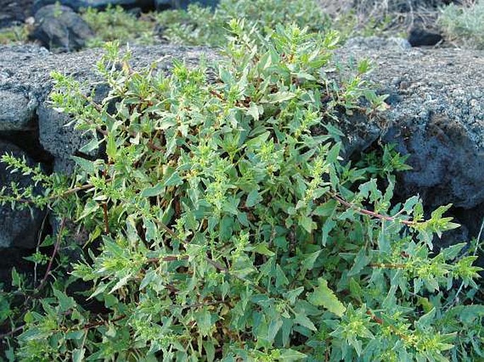 Patellifolia procumbens