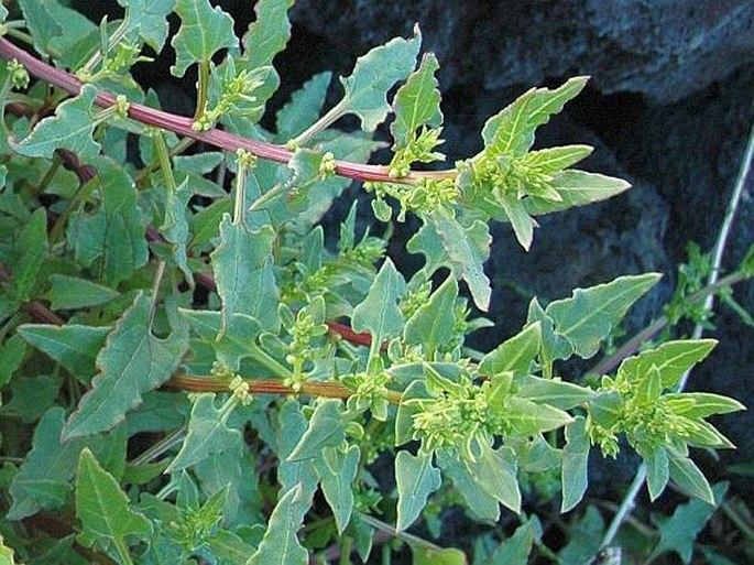 PATELLIFOLIA PROCUMBENS (Chr. Sm.) A. J. Scott, Ford. Rob. et J. T. Williams