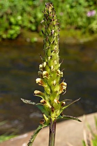 Pedicularis bracteosa