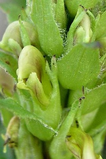 Pedicularis bracteosa