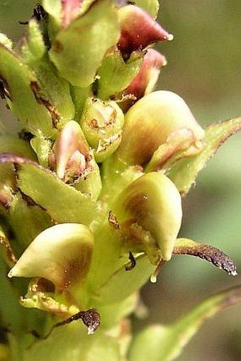 Pedicularis bracteosa