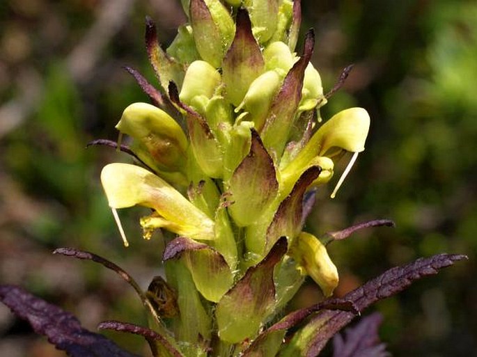 PEDICULARIS BRACTEOSA Benth. – všivec