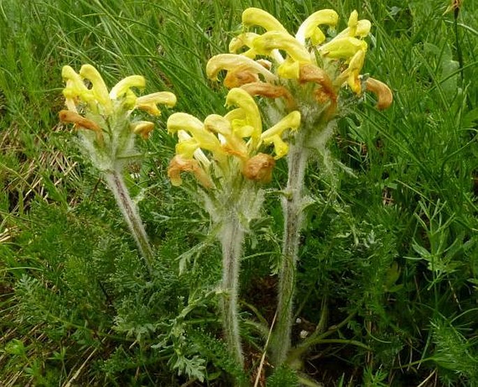 Pedicularis graeca