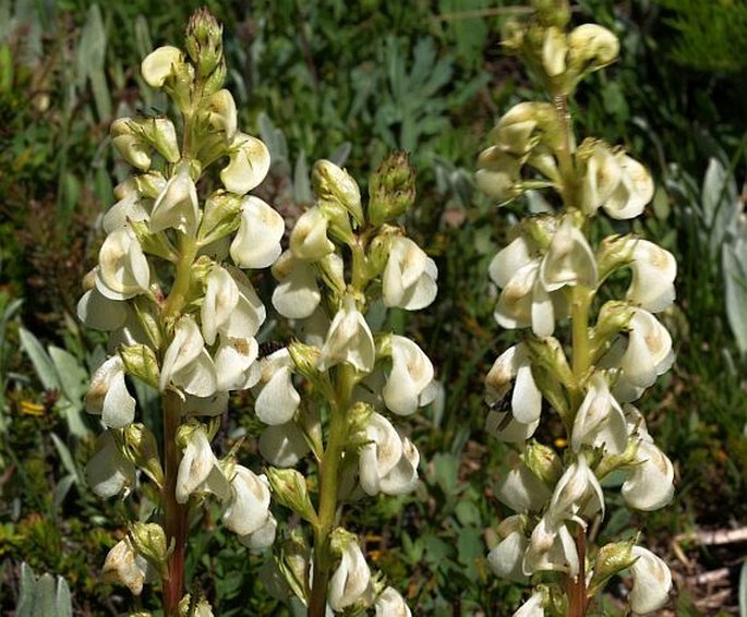 PEDICULARIS CONTORTA Benth. – všivec