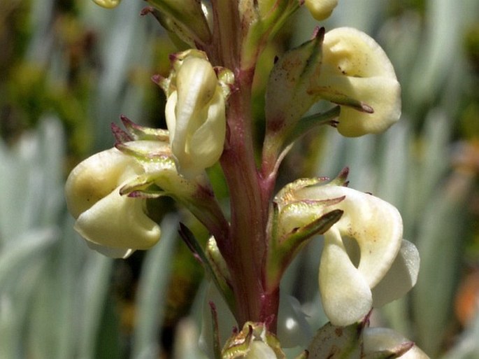 Pedicularis contorta