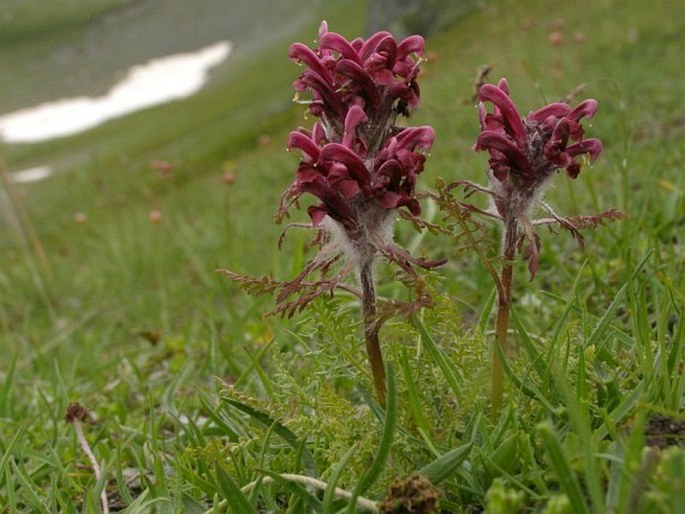 Pedicularis petiolaris