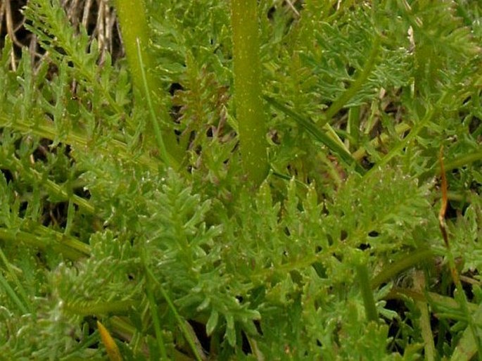 Pedicularis petiolaris