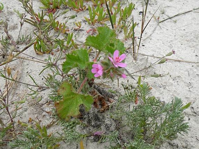 Pelargonium capitatum