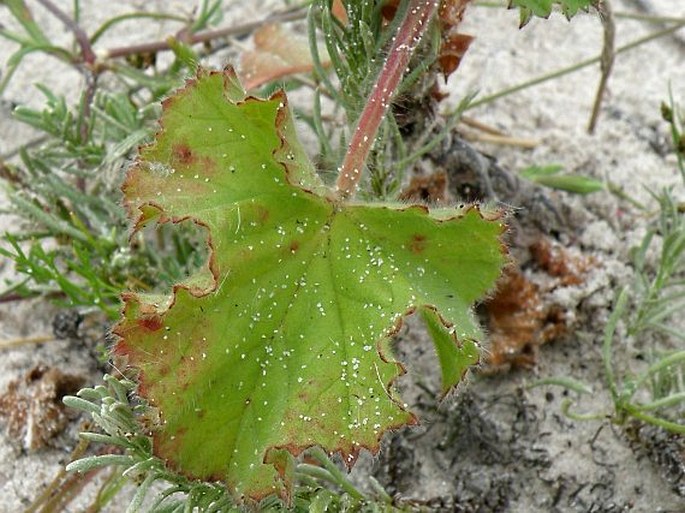 Pelargonium capitatum