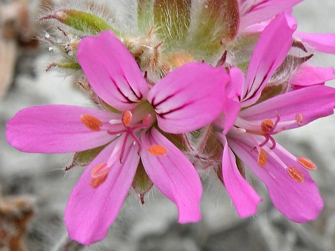 Pelargonium capitatum