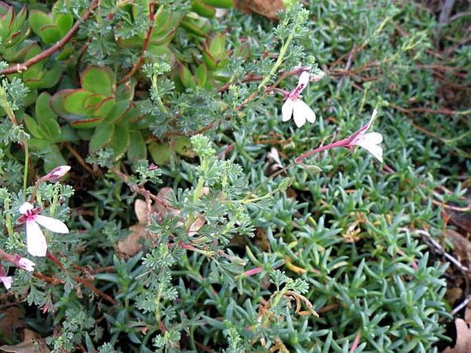 Pelargonium abrotanifolium