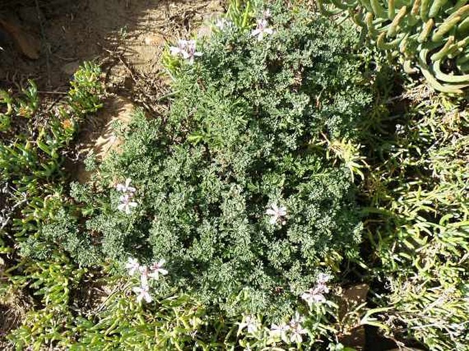 Pelargonium abrotanifolium