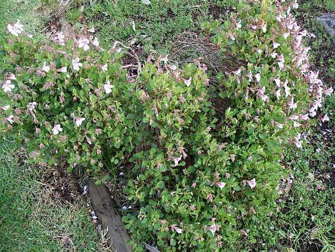 Pelargonium betulinum