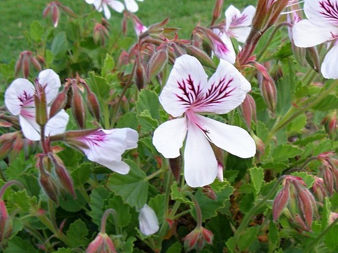 Pelargonium betulinum