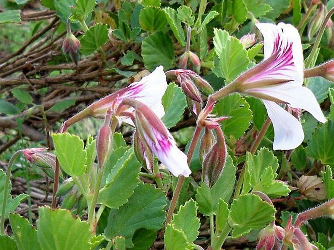 Pelargonium betulinum