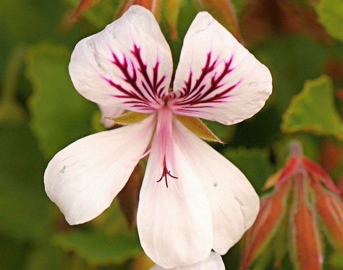 Pelargonium betulinum