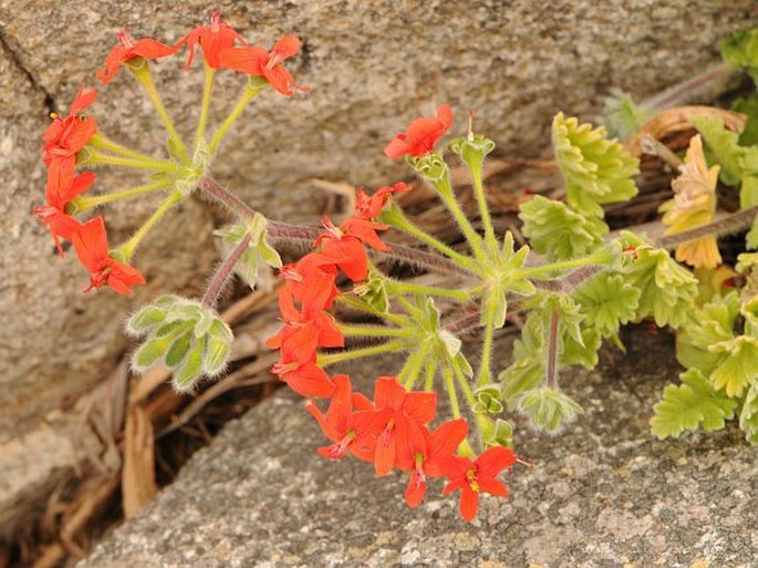 Pelargonium fulgidum