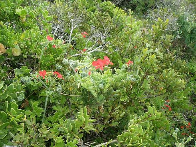 Pelargonium fulgidum