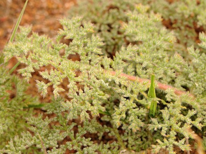 Pelargonium triste