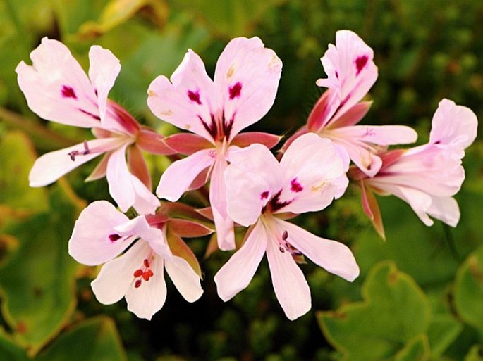 Pelargonium peltatum