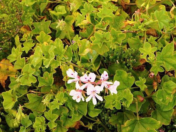 Pelargonium peltatum