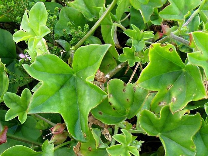 Pelargonium peltatum