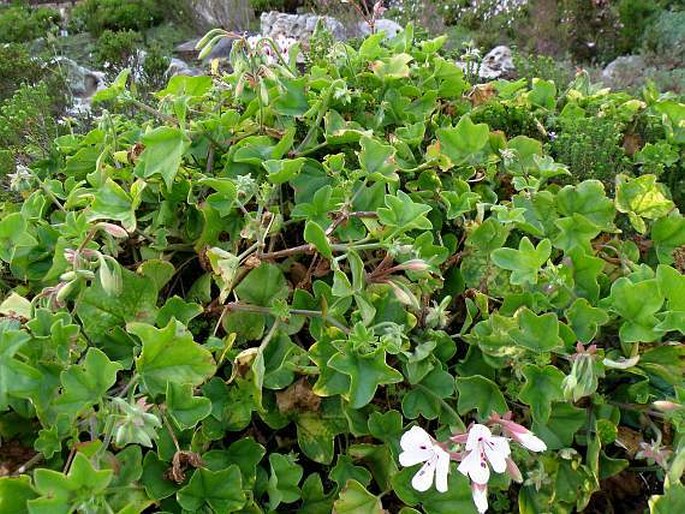 Pelargonium peltatum