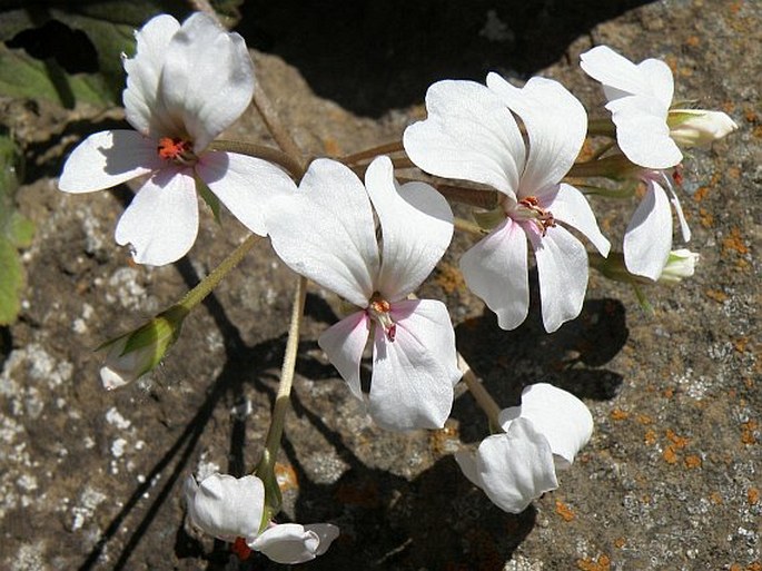 Pelargonium multibracteatum