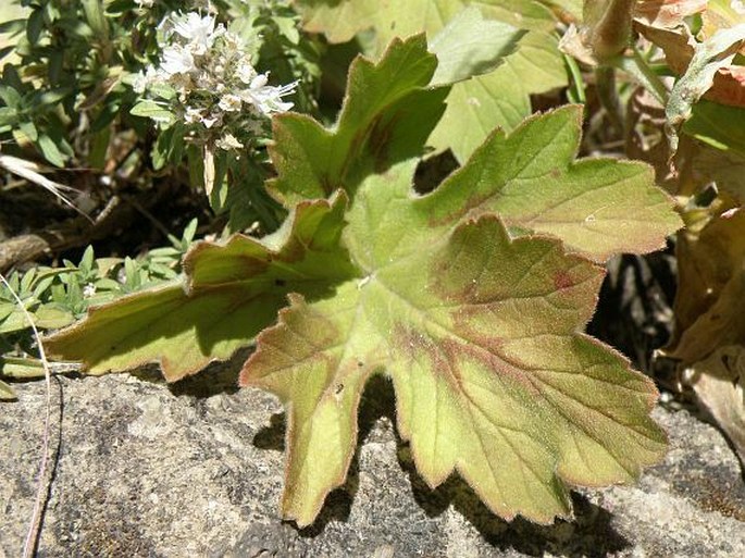 Pelargonium multibracteatum