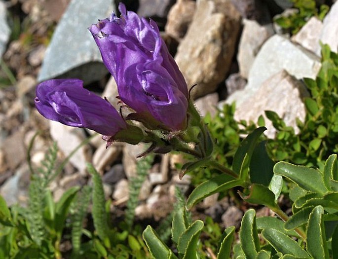 Penstemon davidsonii var. ellipticus