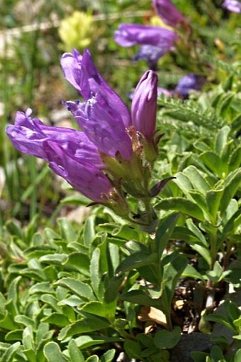 Penstemon davidsonii var. ellipticus