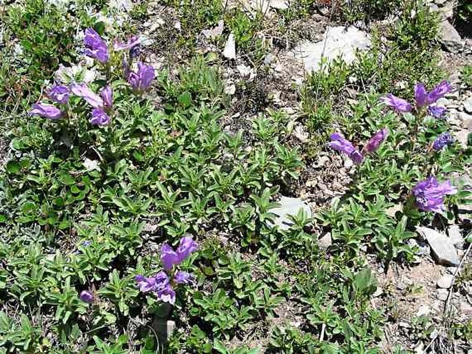 Penstemon davidsonii var. ellipticus