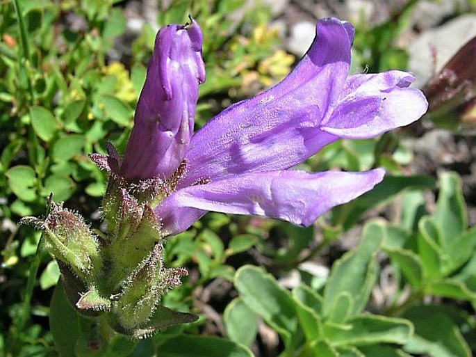 Penstemon davidsonii var. ellipticus