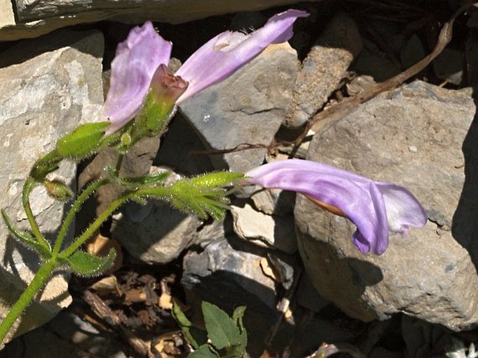 Penstemon lyallii