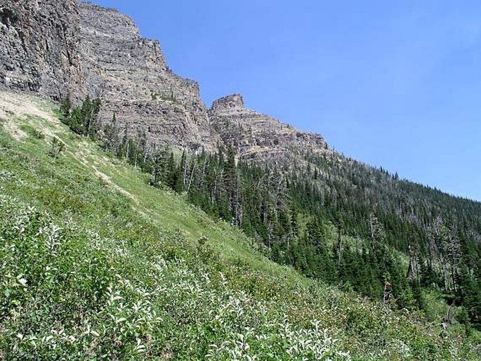 Penstemon lyallii