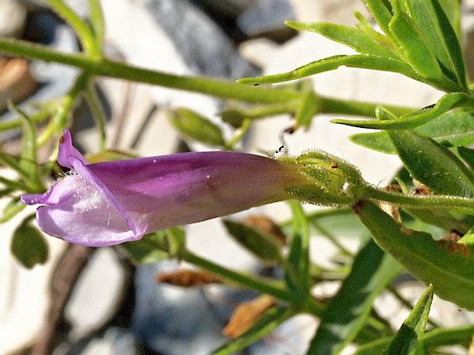 PENSTEMON LYALLII (A. Gray) A. Gray – dračík