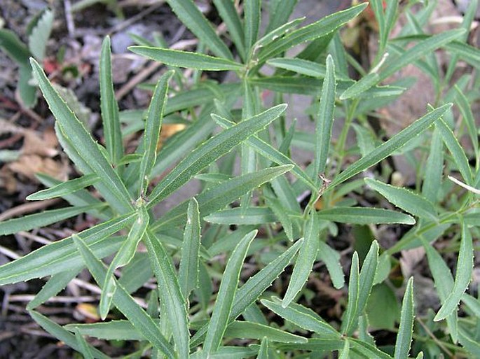 Penstemon lyallii