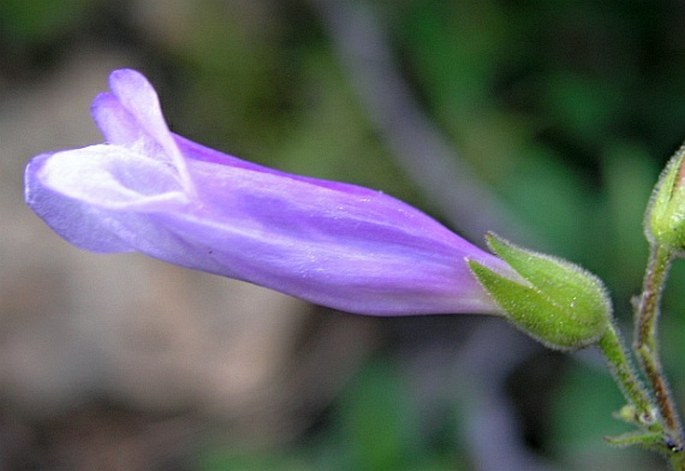 Penstemon lyallii