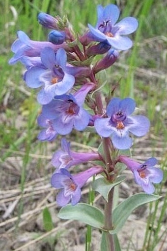 Penstemon nitidus