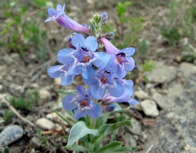 Penstemon nitidus