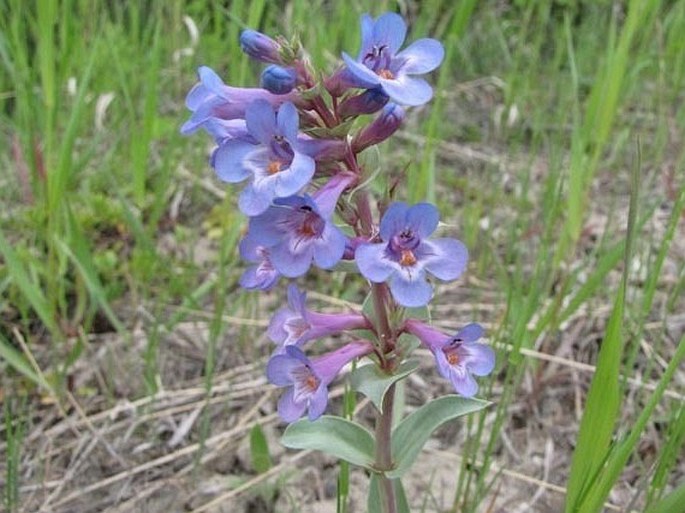 Penstemon nitidus